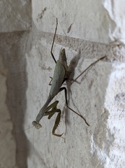 Stagmomantis limbata
