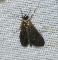 Pyrausta demantrialis