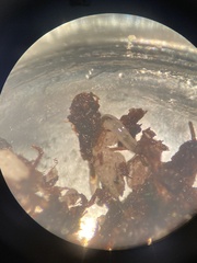 Enchytraeidae