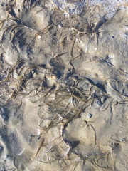 Gracilaria chilensis