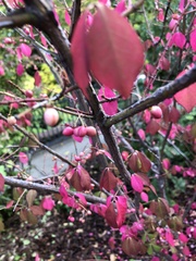 Euonymus