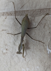 Stagmomantis limbata