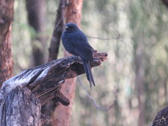 Melaenornis edolioides