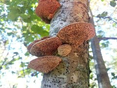 Daedaleopsis confragosa