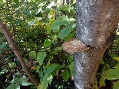 Daedaleopsis confragosa