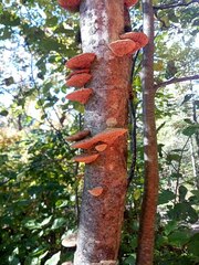 Daedaleopsis confragosa