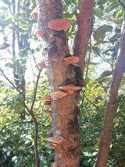 Daedaleopsis confragosa