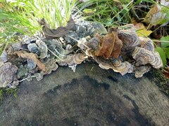 Trametes versicolor