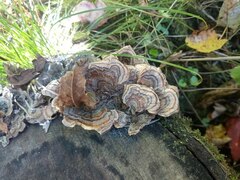 Trametes versicolor