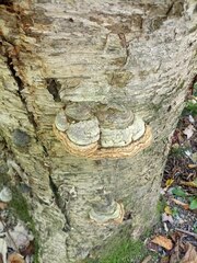 Fomes fomentarius