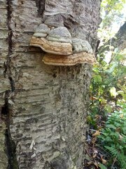 Fomes fomentarius
