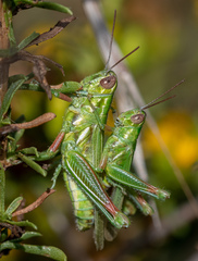 Hesperotettix viridis