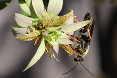 Sphex flavovestitus