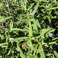 Cistus monspeliensis