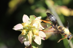 Sphex flavovestitus