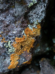 Teloschistales
