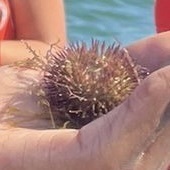 Echinoidea