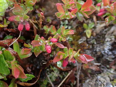Vaccinium cespitosum