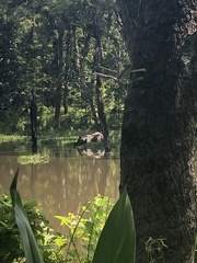 Rhinoceros unicornis