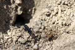 Pompilidae
