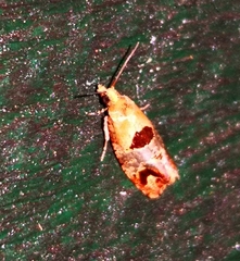 Tortricidae