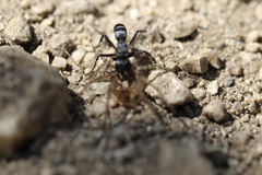 Pompilidae