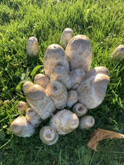 Coprinopsis variegata