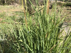 Setaria sphacelata