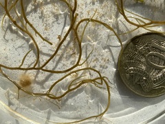 Gracilaria chilensis