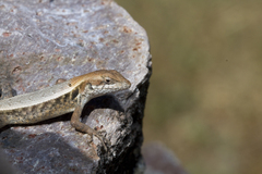 Sceloporus siniferus