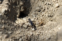 Pompilidae