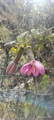 Passiflora pinnatistipula