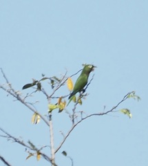 Eupsittula nana