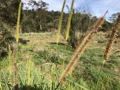 Setaria sphacelata