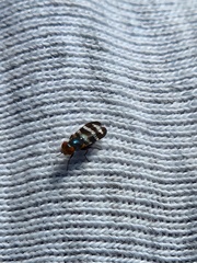 Ulidiidae