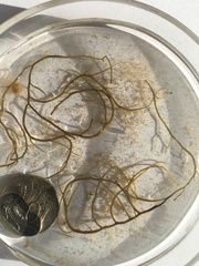 Gracilaria chilensis