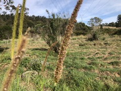 Setaria sphacelata