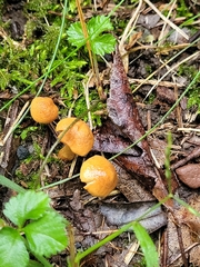 Inocybe
