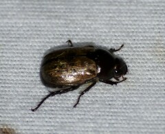 Anomala flavipennis