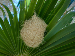 Icterus cucullatus
