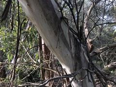 Eucalyptus curtisii