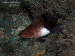 Serranus subligarius