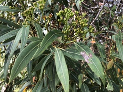 Eucalyptus curtisii
