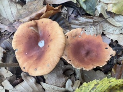 Lactarius decipiens