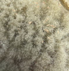Niphates caycedoi