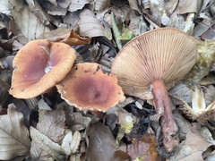 Lactarius decipiens