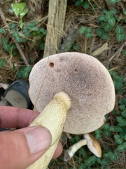 Tylopilus felleus