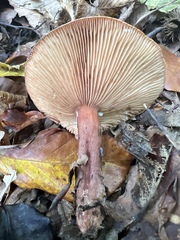 Lactarius decipiens