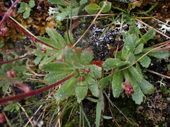 Micranthes ferruginea