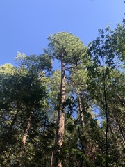 Pinus ponderosa